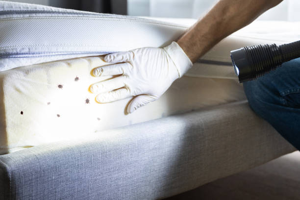 Best Wasp Removal Services  in Scottsville, NY