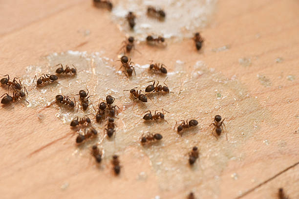 Best Pest Control Treatment  in Scottsville, NY